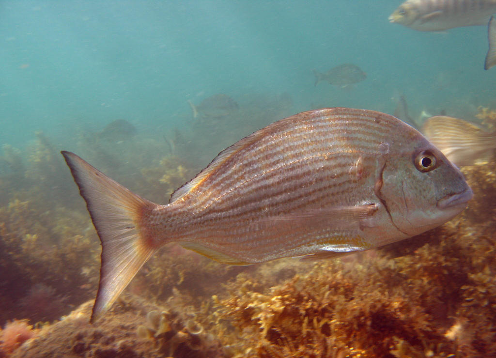 Acanthopagrus australis